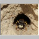 Philanthus triangulum - Bienenwolf 008.jpg